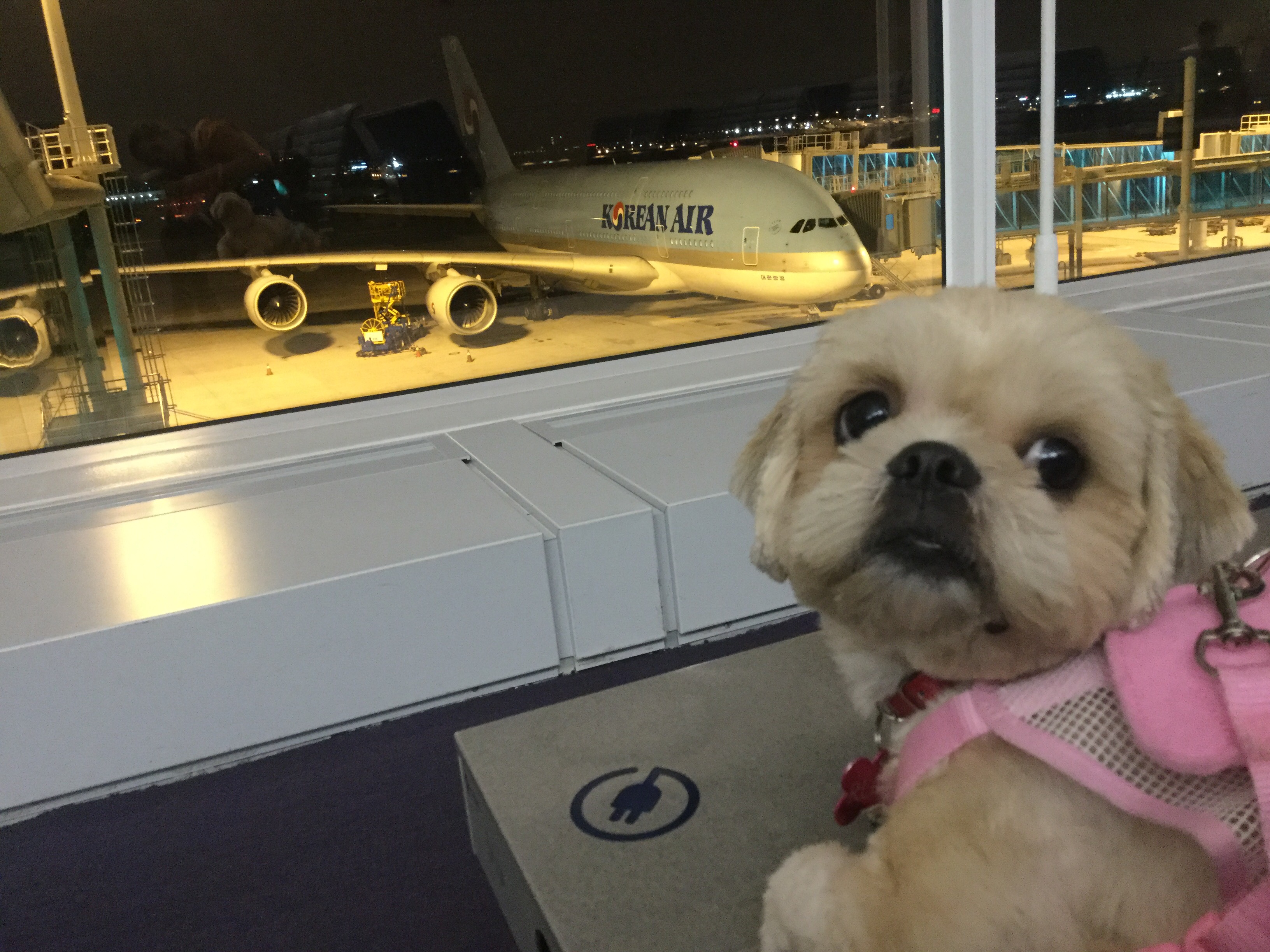 In-cabin Pet Travel Experience 